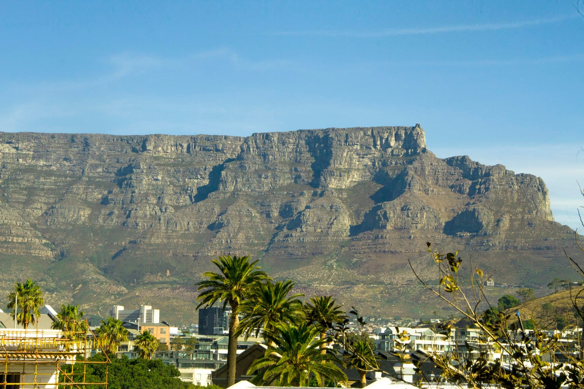 Table Mountain rising over Cape Town, South Africa, seen past palm trees